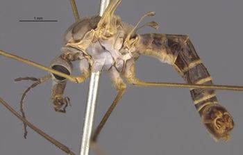 Media type: image;   Entomology 10300 Aspect: habitus lateral view